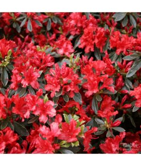 Азалія японська - Rhododendron obtusum Hot Shot Variegated. горщик (3С)