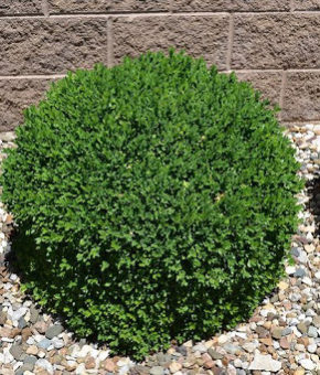 Самшит вічнозелений Buxus sempervirens 35-50 см. (ком)