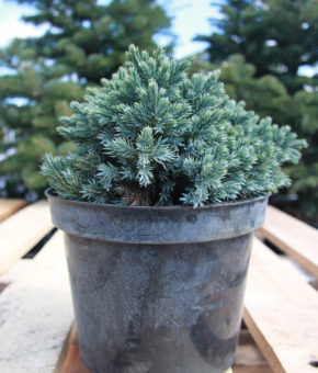 Ялівець лускатий Блю Стар (Juniperus squamata Blue Star)