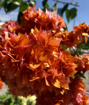 Бугенвілія Махрова Дабл орандж (Bougainvillea Double Orange)