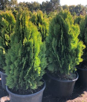 Туя східна Ауреа Нана (Thuja orientalis Aurea Nana)