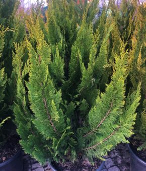 Кипарис Лавсона Голден Вандер (Chamaecyparis lawsoniana Golden Wonder)